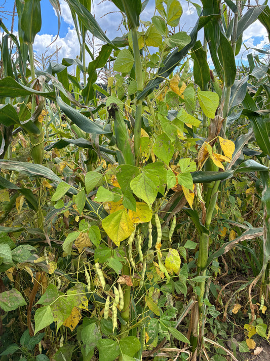 Welcome Fall 2025- News and Updates from the farm