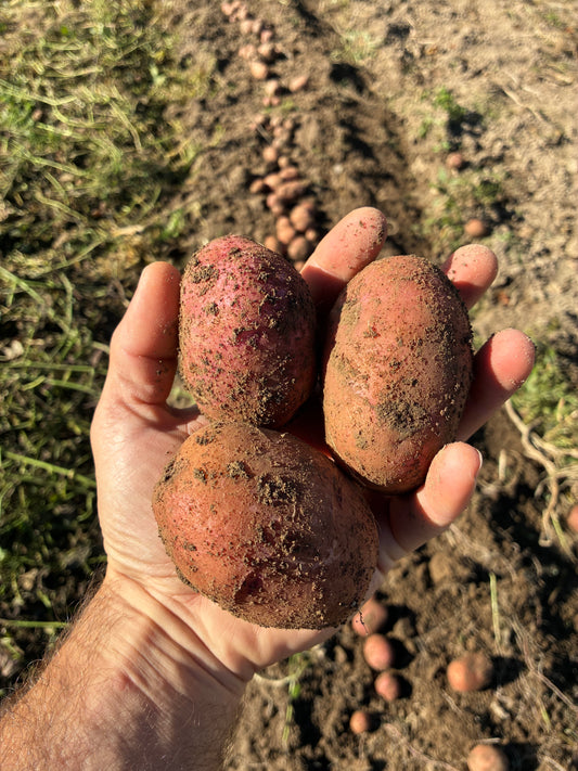 Organic Red Norland Potatoes (3#)