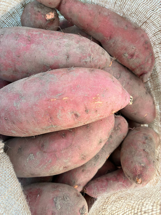 Organic Beauregard Sweet Potatoes (3#)