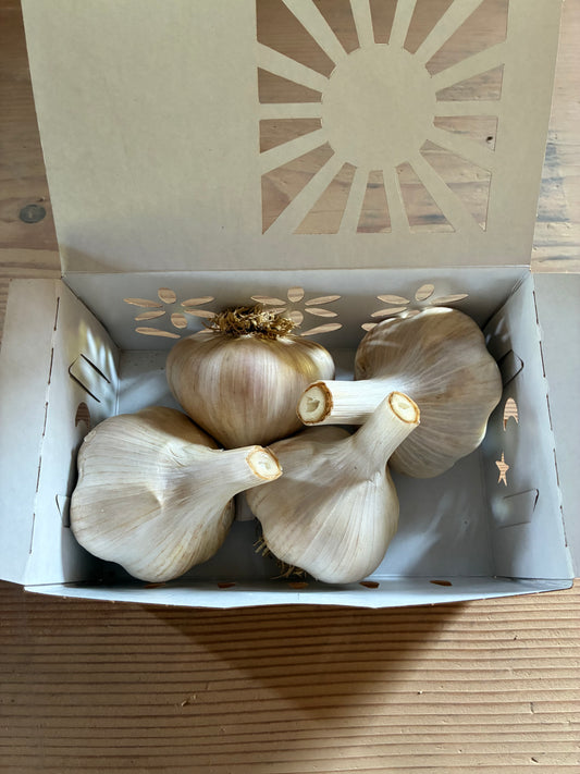 Jumbo Roasters Box (4 Bulbs)