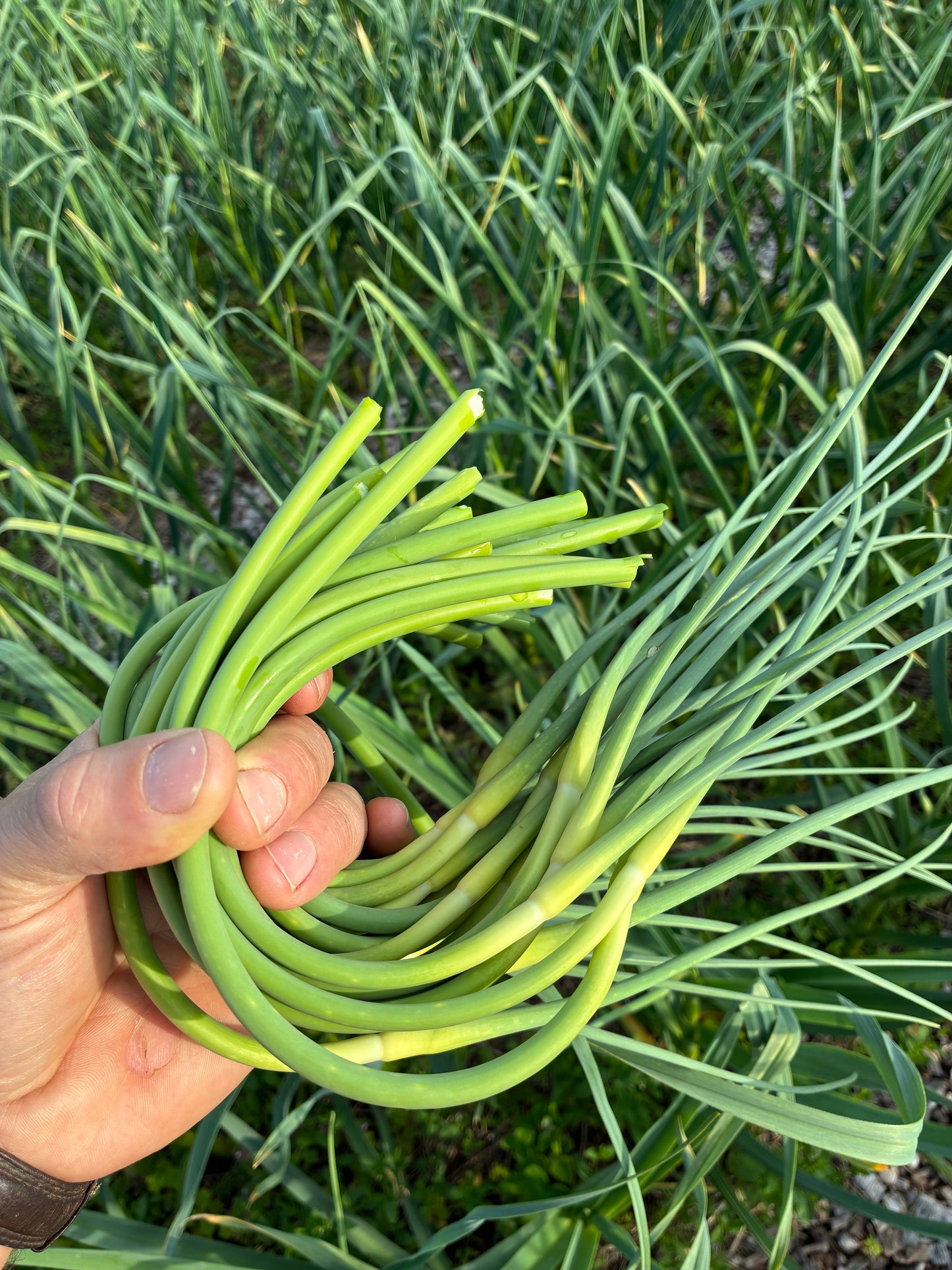 Organic Garlic Scapes (1 Pound)
