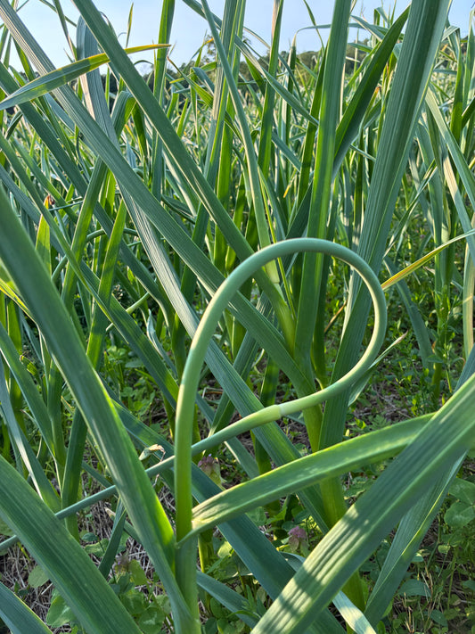 Organic Garlic Scapes (1 Pound)