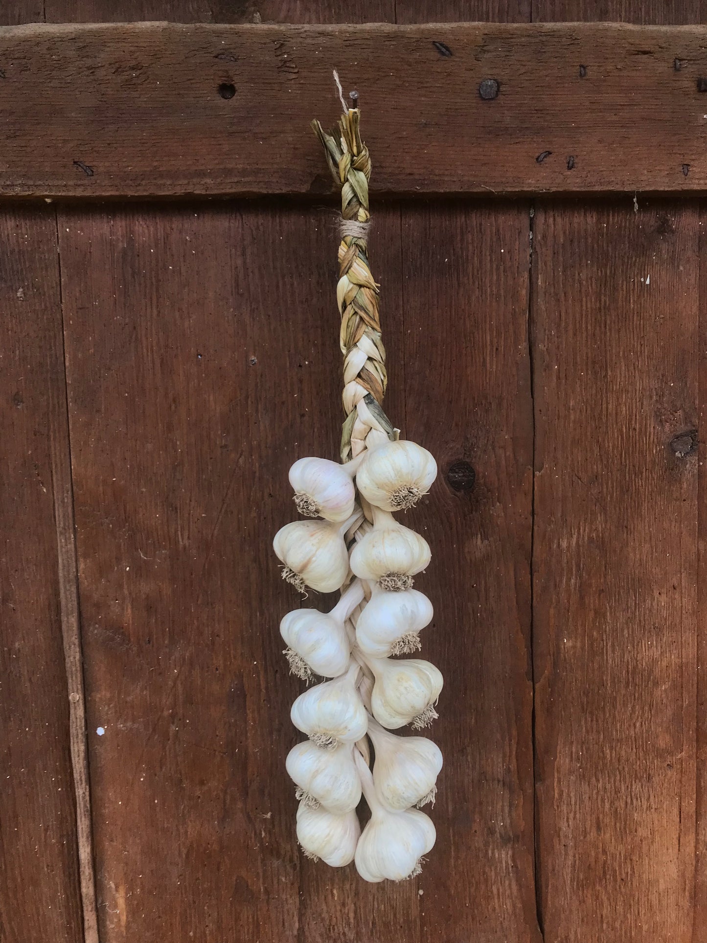 Handmade Organic Garlic Braid Dozen