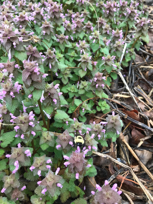 Website Launch and Happy Spring!