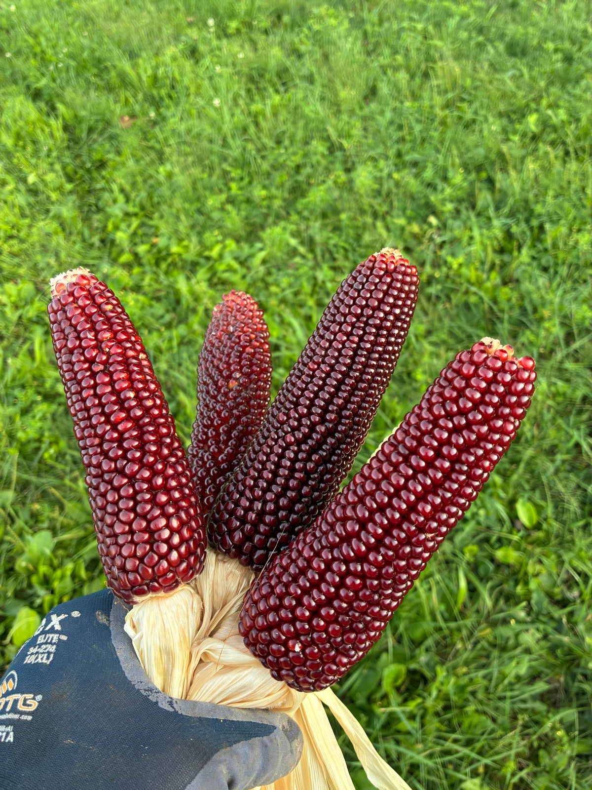 Corn