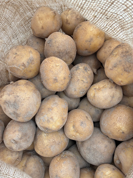 Organic Satina Yellow Potatoes (3#)