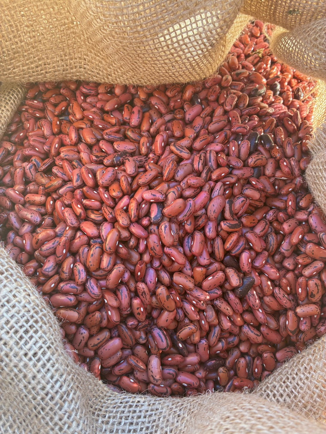 Rosso di Lucca Bean