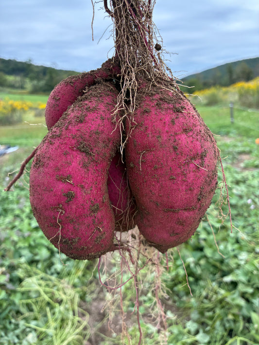 Organic Murasaki Sweet Potatoes (3#)