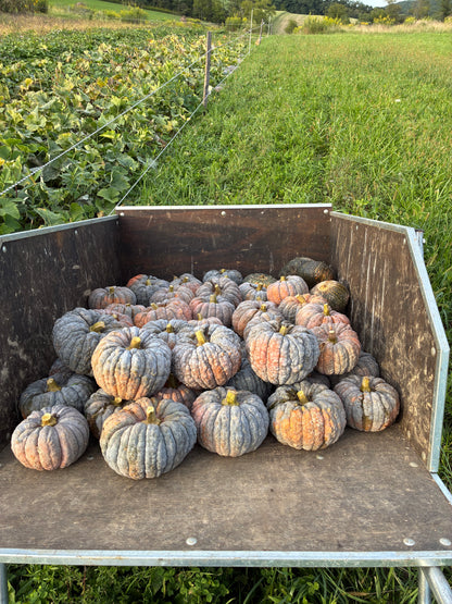 Organic Black Futsu Winter Squash