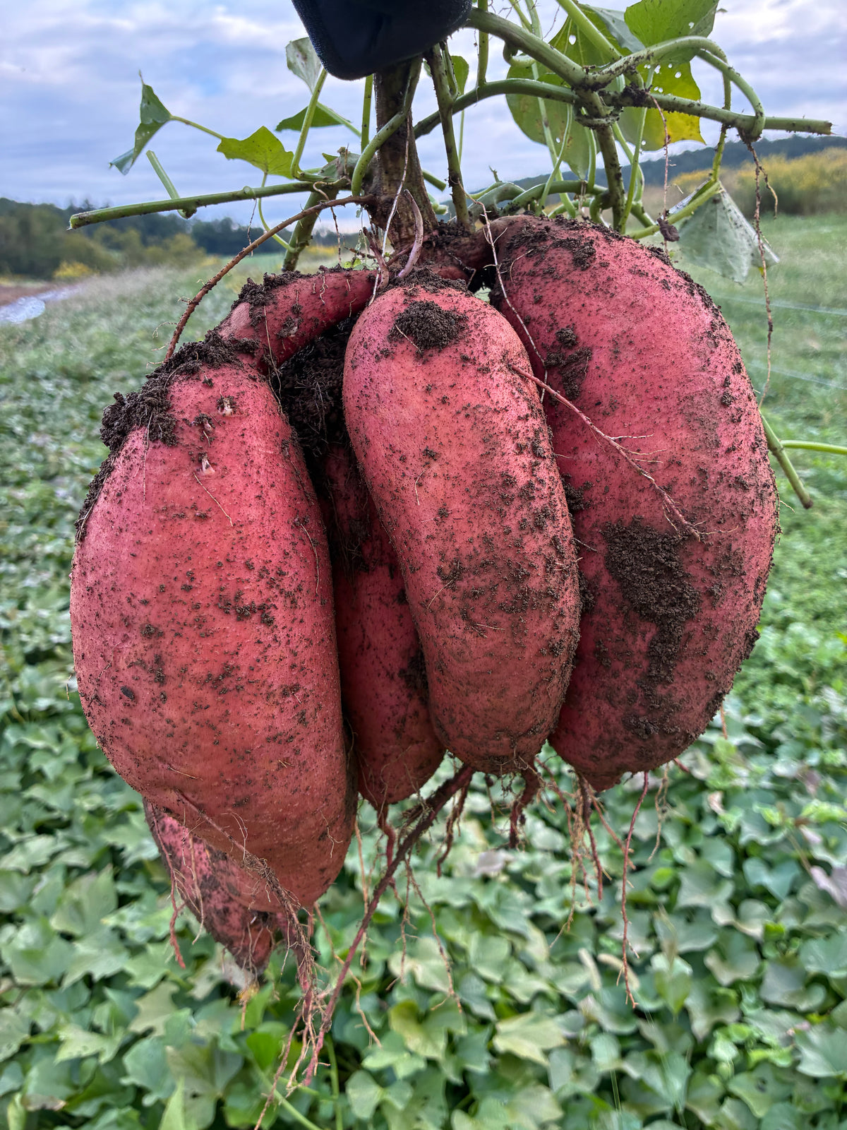 Organic Beauregard Sweet Potatoes (3#)