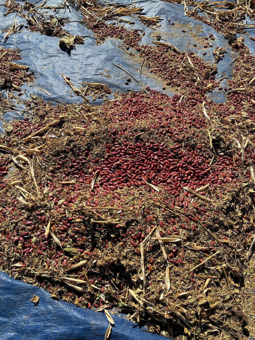 Rosso di Lucca Bean