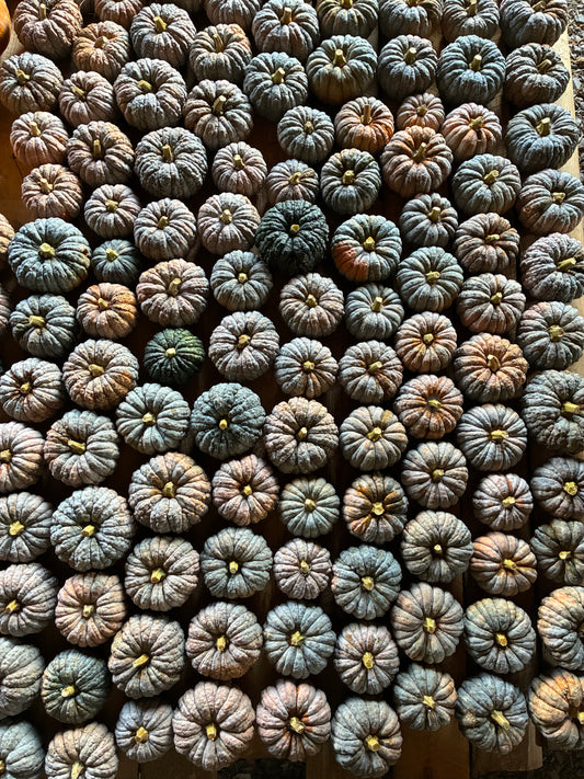 Organic Black Futsu Winter Squash