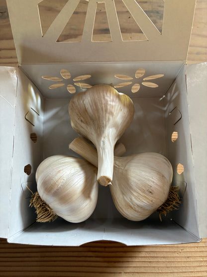 Trio Pack (3 Bulbs)