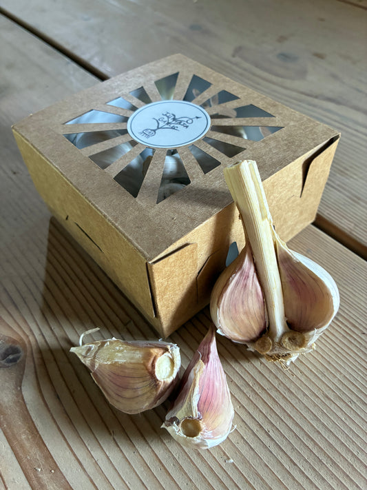 Premium Trio Box (3 Bulbs)