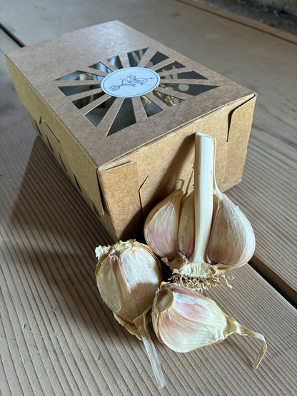 Jumbo Roasters Pack (4 Bulbs)