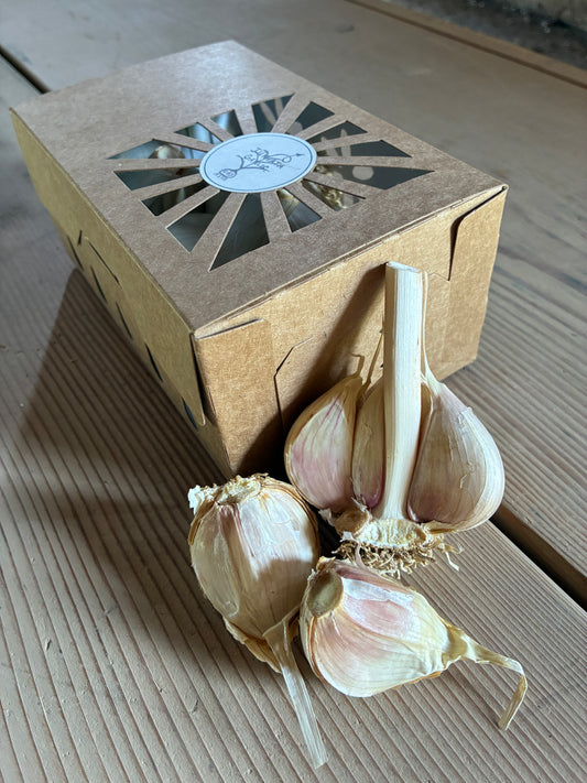 Jumbo Roasters Box (4 Bulbs)