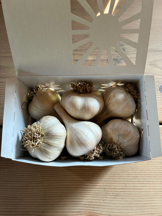Premium Ten Box (10 Bulbs)