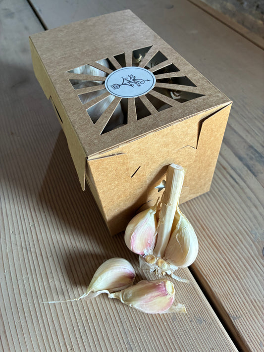 Premium Ten Box (10 Bulbs)