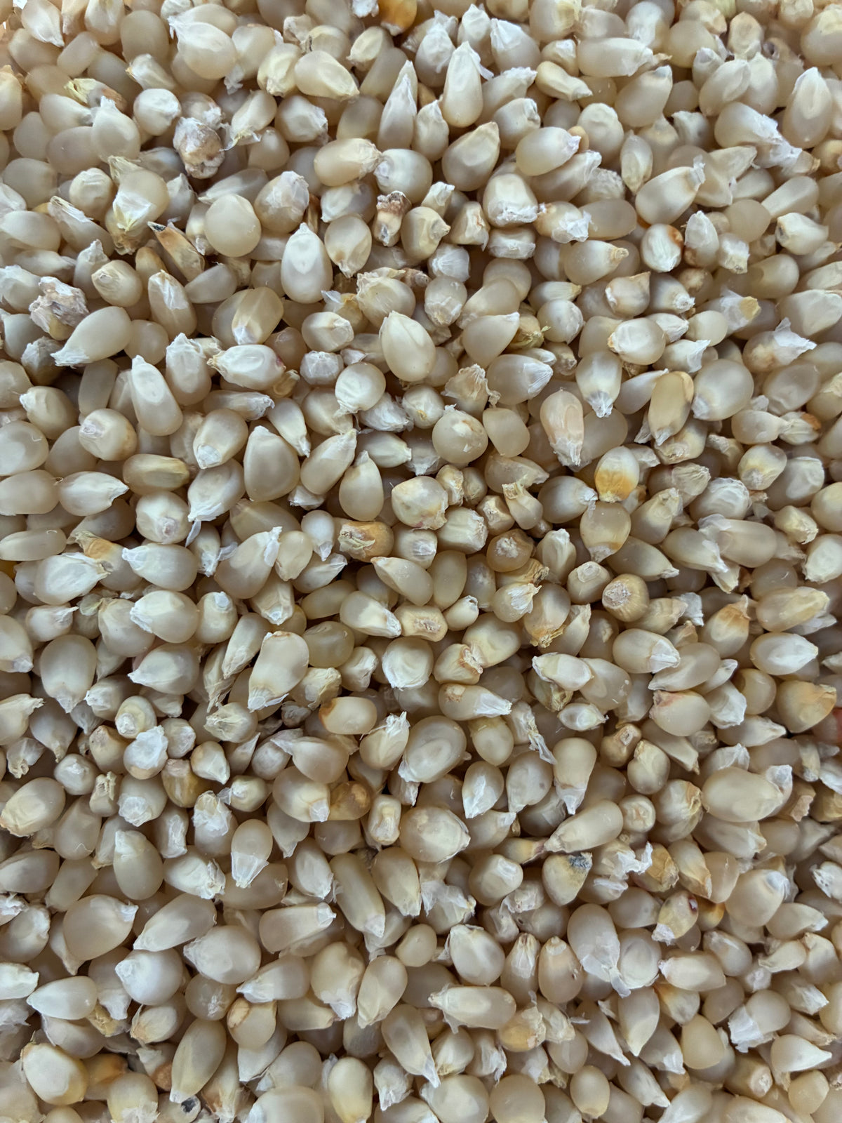 Organic Juniata White Flint Cornmeal (1.25#)